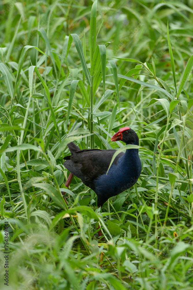Une talève sultane (Porphyrio porphyrio) ou poule sultane, en format portrait, vue de profil avec la tête tournée vers la gauche. Une talève sultane (Porphyrio porphyrio) ou poule sultane, en format portrait, vue de profil avec la tête tournée vers la gauche.