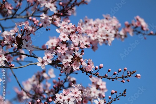 red-flowering Cherry plum