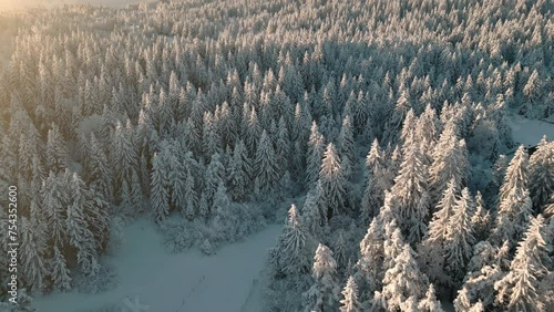 Flying backwards above sunlit coniferous trees snowy landscape at sunrise aerial view. Tranquil forest winter scenery landscape drone shot