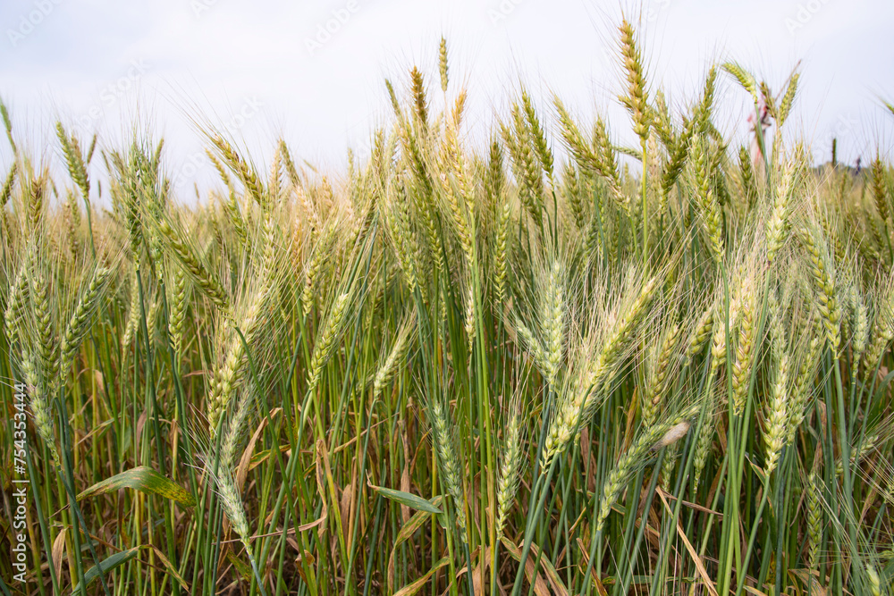 Wheat grain field closeup spike with blue sky image Wheat grain field closeup spike with blue sky image