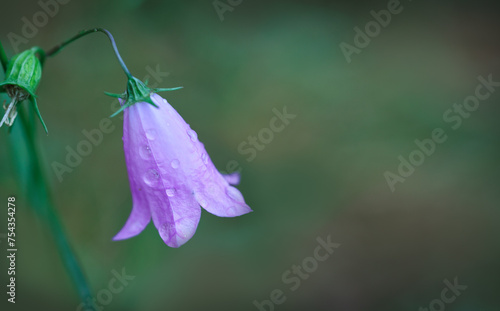 Purple bell blooms isolated on green blur background