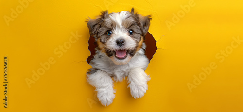 Funny smiling dog climbs out of hole in colored background. Wide angle horizontal wallpaper or web banne