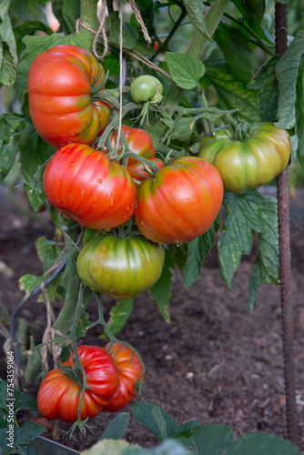 Large ripe and juicy beefsteak tomatoes in the home garden .
