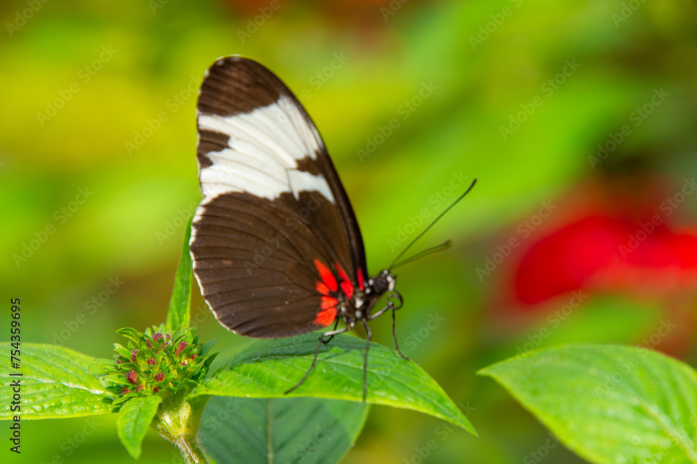 Pretty butterfly basking in the sun on a leaf in an aviary Pretty butterfly basking in the sun on a leaf in an aviary