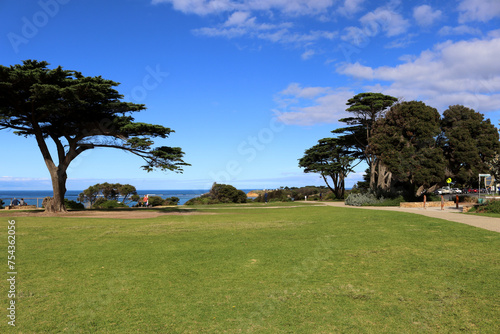 Monterey cypress trees (Hesperocyparis macrocarpa) by sea in Torquay (Geelong, Australia) : (pix Sanjiv Shukla) photo
