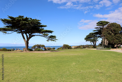 Monterey cypress trees (Hesperocyparis macrocarpa) by sea in Torquay (Geelong, Australia) : (pix Sanjiv Shukla) photo