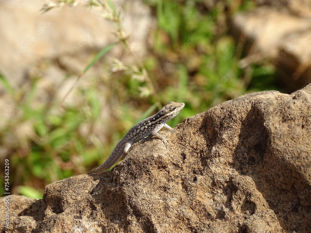 Naklejka premium Eidechse