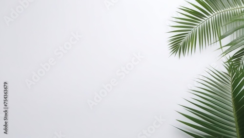 Palm leaves on a white background. Light and shadow of leaves, Abstract silhouette of tropical leaves, natural wallpaper pattern, spring, summer texture, place for text