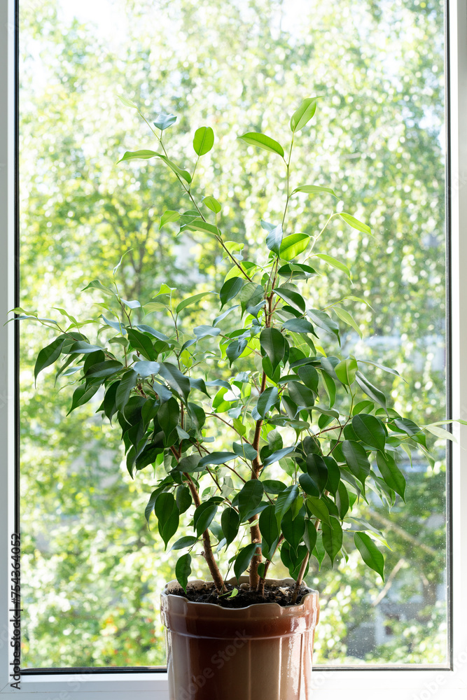 Ficus Benjamin on the window in summer Ficus Benjamin on the window in summer