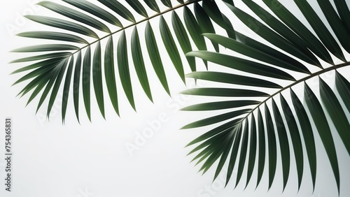 Palm leaves on a white background. Light and shadow of leaves  Abstract silhouette of tropical leaves  natural wallpaper pattern  spring  summer texture 