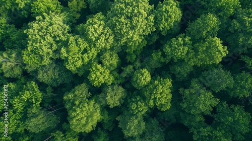 Aerial view of green trees in forest. Top view of green forest