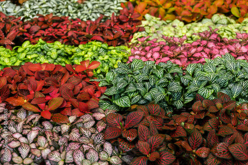 Multi-colored Fittonia flowers. Flower exhibition in Amsterdam. Phytonia leaves are divided into several rows. Close-up. Background. Bright colors. Gardening and growing plants.
