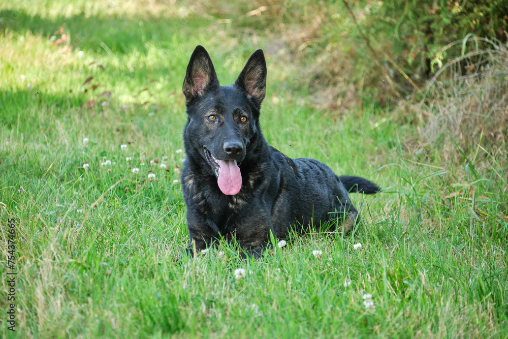 Beautiful German Shepherd lies in a meadow on a sunny spring day in Skaraborg Sweden Beautiful German Shepherd lies in a meadow on a sunny spring day in Skaraborg Sweden