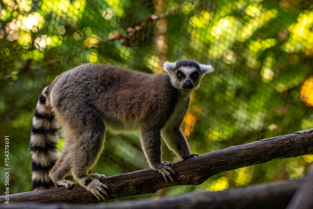 Lemurs in a natural environment, close-up, portrait of the animal on Guadeloupe au Parc des Mamelles, in the Caribbean. French Antilles, France Lemurs in a natural environment, close-up, portrait of the animal on Guadeloupe au Parc des Mamelles, in the Caribbean. French Antilles, France