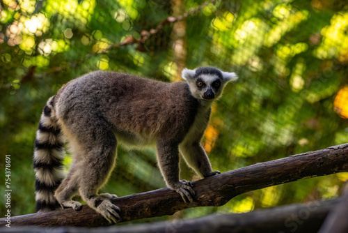 Lemurs in a natural environment, close-up, portrait of the animal on Guadeloupe au Parc des Mamelles, in the Caribbean. French Antilles, France photo