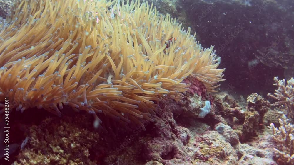 sea anemone and fish view sea anemone and fish view