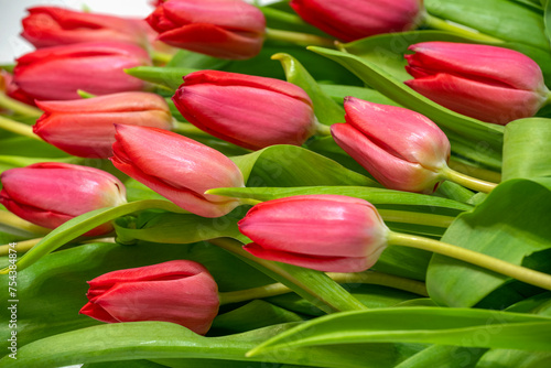 Spring bouquet of pink tulips