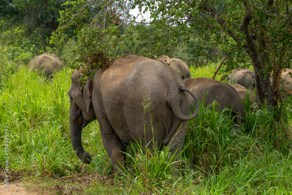 Fototapeta premium A family of elephants in the wild. Sri Lanka