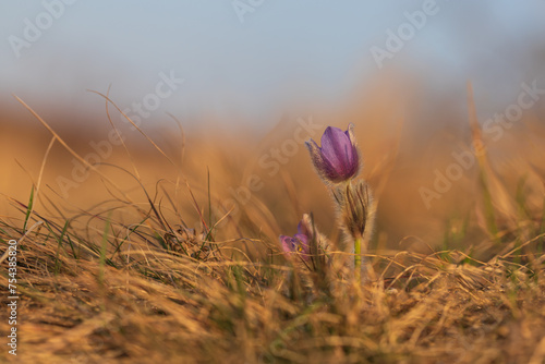 Spring flowers Pulsatilla Grandis on a meadow. Purple flowers on a meadow with a beautiful bokeh and setting the sun in backlight. © Roman Bjuty