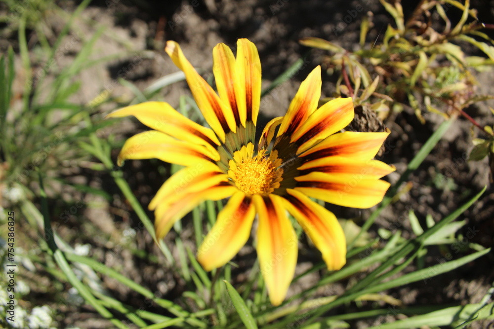 Yellow flower with brown veins close-up. Growing flowers during the flowering season in summer. Club Flowers Yellow flower with brown veins close-up. Growing flowers during the flowering season in summer. Club Flowers