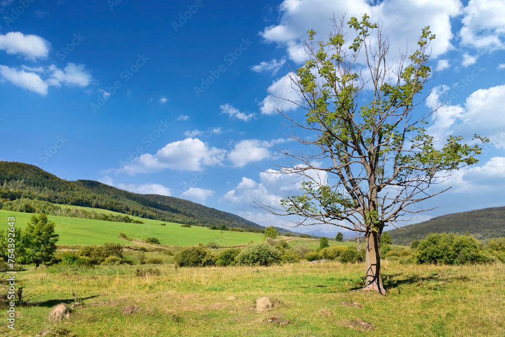 Trees near meadow and forest on hillside under sky with clouds, Low Beskid (Beskid Niski), Poland. Nice rural autumn landscape in the hills. Trees near meadow and forest on hillside under sky with clouds, Low Beskid (Beskid Niski), Poland. Nice rural autumn landscape in the hills.