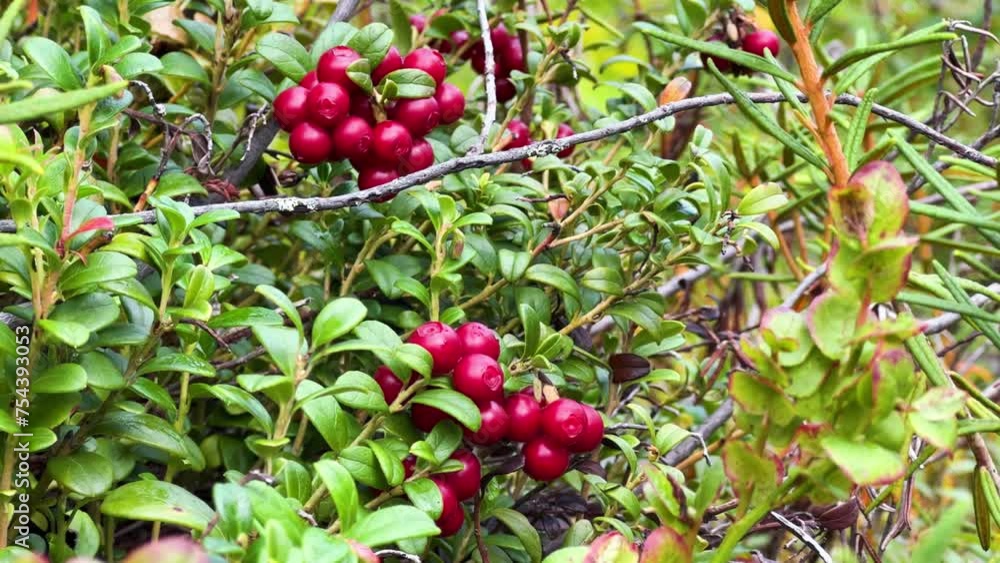 The red lingonberry berry grows in the forest on a bush. Wild wild berry. Nature in autumn. Ripe lingonberry in a quiet sunny forest. Lingonberry berries on cinematic bushes among moss in the forest. The red lingonberry berry grows in the forest on a bush. Wild wild berry. Nature in autumn. Ripe lingonberry in a quiet sunny forest. Lingonberry berries on cinematic bushes among moss in the forest.