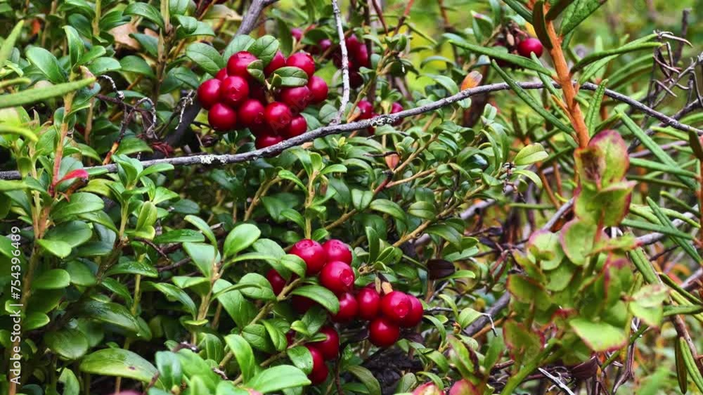 The red lingonberry berry grows in the forest on a bush. Wild wild berry. Nature in autumn. Ripe lingonberry in a quiet sunny forest. Lingonberry berries on cinematic bushes among moss in the forest. The red lingonberry berry grows in the forest on a bush. Wild wild berry. Nature in autumn. Ripe lingonberry in a quiet sunny forest. Lingonberry berries on cinematic bushes among moss in the forest.