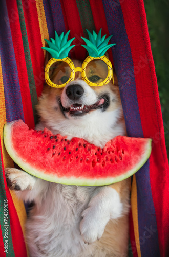 funny corgi dog lies in a hammock in the summer garden at the dacha with a wa...