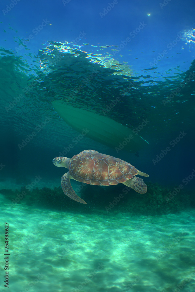 Obraz premium a beautiful green turtle swimming in the crystal clear waters of the Caribbean Sea