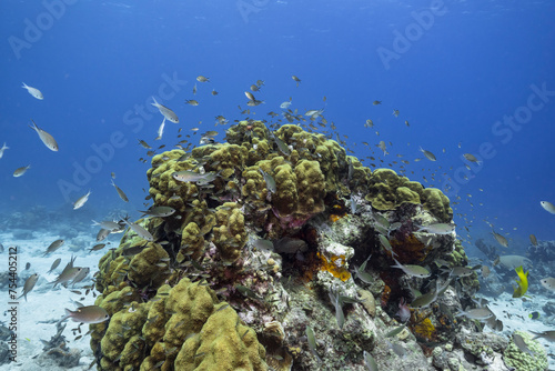 Marine life with fish, coral and sponge in the Caribbean Sea