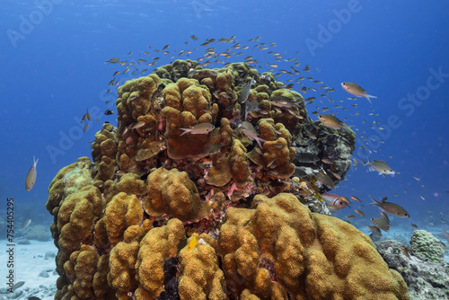 Marine life with fish, coral and sponge in the Caribbean Sea
