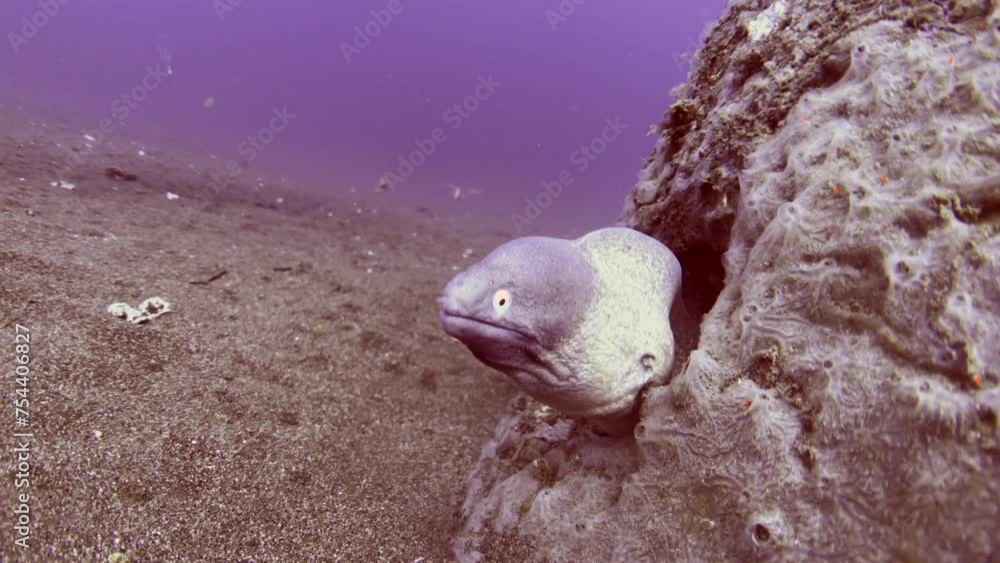 artificial reef and eel artificial reef and eel