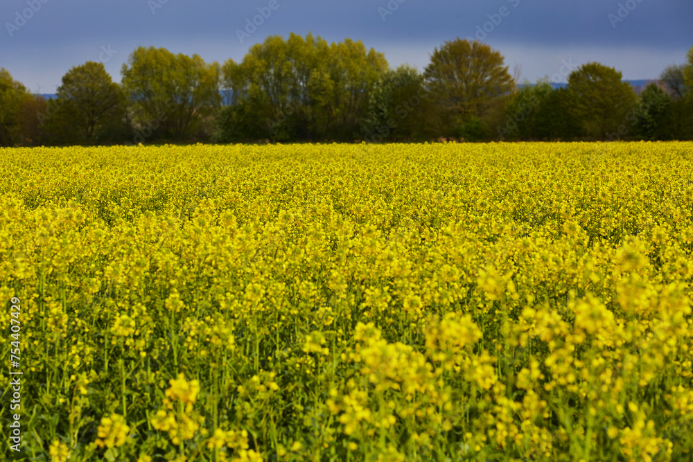 Rapsfeld in der Soester Börde, Kreis Soest, 2023