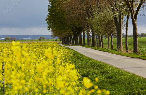 Rapsfeld in der Soester Börde, Kreis Soest, 2023