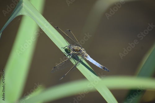 big blue dragonfly photo