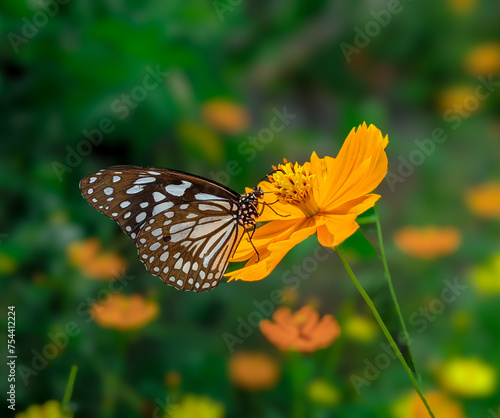Glassy tiger butterfly in yellow garden cosmos flower © hasindu
