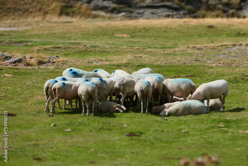 Flock of sheep in the cirque de Troumouse. Ancient glacier in the Pyrenees national park, France photo