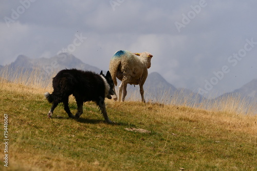 Flock of sheep in the cirque de Troumouse. Ancient glacier in the Pyrenees national park  France