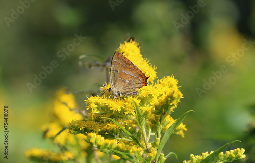 Nierenfleck-Zipfelfalter - Brown hairstreak photo