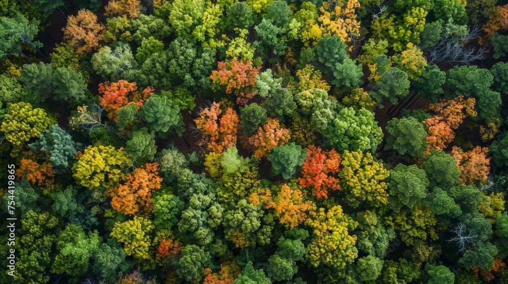 An aerial capture of seasonal changes in a deciduous forest An aerial capture of seasonal changes in a deciduous forest