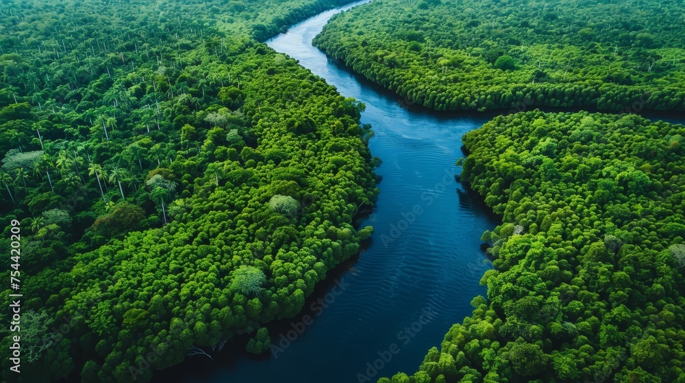 An aerial shot of winding rivers cutting through dense forests An aerial shot of winding rivers cutting through dense forests
