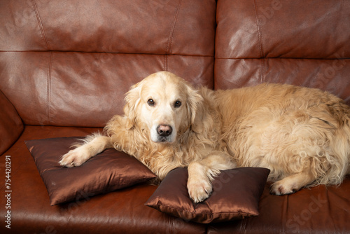 Leather sofa. Sale of leather sofas. A dog, a golden retriever, is lying on a leather sofa.