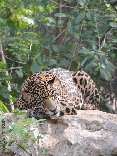 Majestic Jaguar: A Powerful Predator Relaxing on a Jungle Outcrop Amidst the Green Canopy