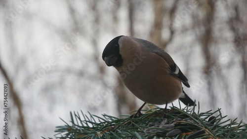 A female bullfinche on a blue spruce branch.