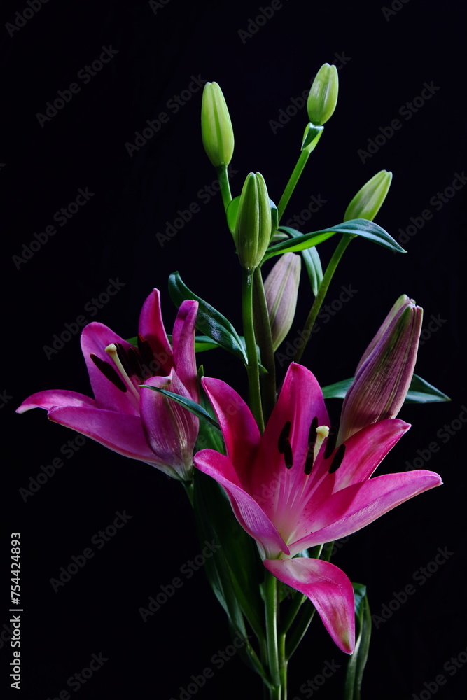 Naklejka premium lily on black