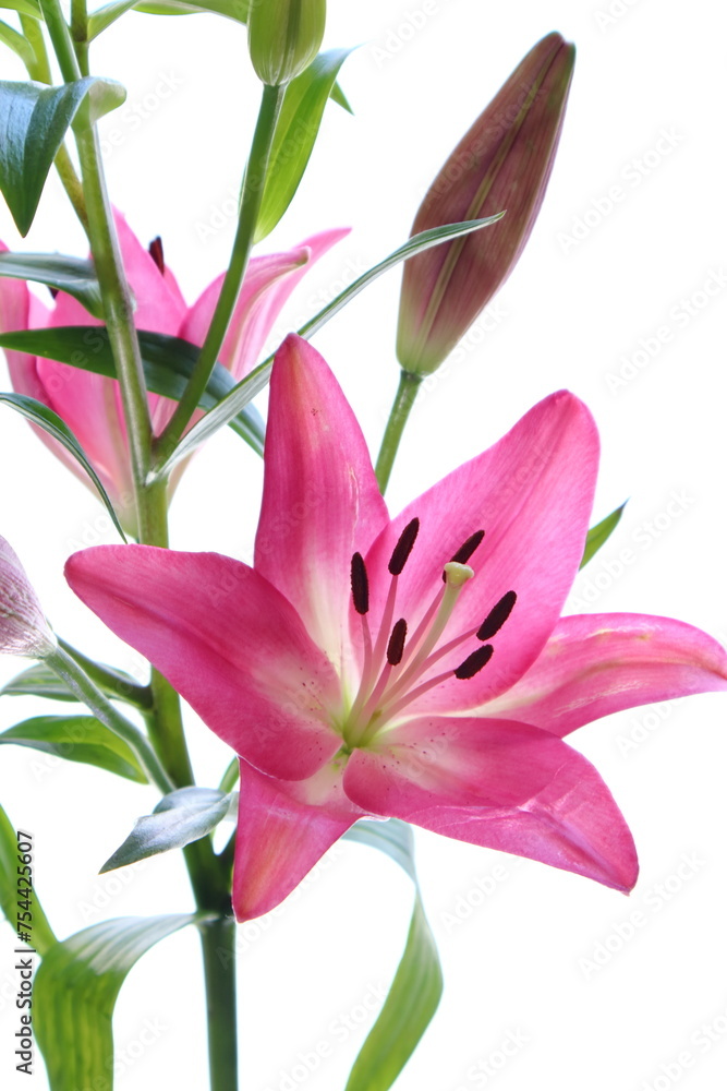 pink lily isolated on white