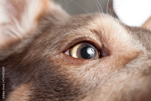 macro eye shot of an australian kelpie brown dog on a grey background in the studio