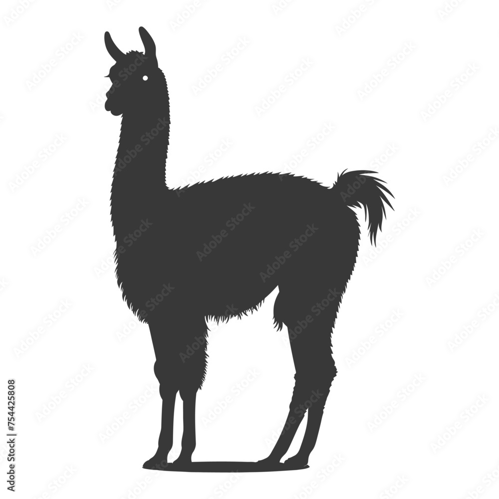 Fototapeta premium Silhouette llama animal black color only full body