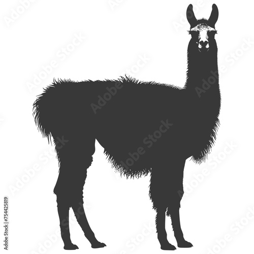 Silhouette llama animal black color only full body