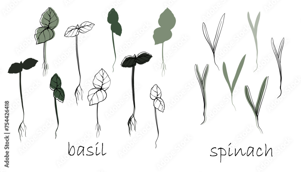 Naklejka premium basil and spinach Sprouts, microgreens vector hand drawn illustration. Contour and green plant. Set for design menu, logo, packaging of proper nutrition, microelements, healthy lifestyle.